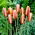 Botanische Tulpe - 'Cynthia' - XXXL Paket! - 250 Stk