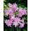 Hippeastrum - Belladonna - XXL