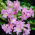 Hippeastrum - Belladonna - XXL