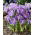 Crocus King of the Striped - paquete de 10 piezas