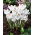 Crocus Jeanne d'Arc - paket besar! - 200 pcs - 