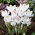Crocus Jeanne d'Arc - paket besar! - 200 pcs - 
