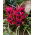 Tulpansläktet Little Beauty - paket med 5 stycken - Tulipa Little Beauty