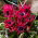 Tulpansläktet Little Beauty - paket med 5 stycken - Tulipa Little Beauty
