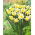 Narcissus Golden Echo - Daffodil Golden Echo - 5 lampu