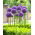 Ail d'Ornement Gladiator - Allium Gladiator