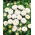 Aster - Pompon - White - Callistephus chinensis - Perfect for Fresh, Long-Lasting Bouquets - Fresh Seeds
