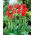 Tulip Parade - 5 buah - 