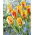 Tulip Olympic Flame - 5 pcs