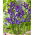 "Discovery Purple" Dutch iris - 10 bulbs