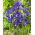 "Discovery" Dutch iris - large package! - 100 bulbs