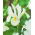 "White van Vliet" holländsk iris - 10 lökar