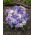 Melange gloire de la neige de Lucile - melange Chionodoxa luciliae - grand emballage! - 100 bulbes