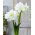 "Alfresco" Hippeastrum, amaryllis