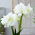 "Alfresco" Hippeastrum, amaryllis