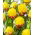 Tulipano "Ice Cream Banana" - confezione grande! - 25 bulbi