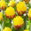 Tulipano "Ice Cream Banana" - confezione grande! - 25 bulbi
