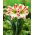 Hippeastrum "Ambiance", amaryllis