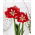 Hippeastrum "Barbade", amaryllis