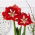 Hippeastrum "Barbade", amaryllis