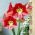 "Flamenco Queen" Hippeastrum, amarilis