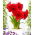 "Amarantia" Hippeastrum, amaryllis