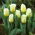 "Calgary Flames" tulip - large package! - 50 bulbs