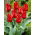 Tulipan Julius Cæsar - 5 stk.