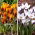 Lady Killer and Orange Monarch crocus mix - 10 pcs