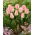 Tulip Pink Dream - 5 pcs