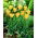 Tulipa com folhas de linho, tulipa Bokhara Bronze Charm - pacote grande! - 50 pcs.