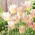 Tulip Elegant Lady - storpack! - 50 st
