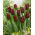 Tulip Mascara - large pack! - 50 pcs