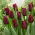 Tulip Mascara - 5 stk