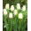 Tulip Maureen - large pack! - 50 pcs