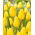 Tulip Strong Gold - stor pakke! - 50 stk