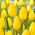 Tulip Strong Gold - stor pakke! - 50 stk