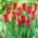 Tulip Strong Love - velké balení! - 50 ks.
