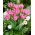 Tulip Peach Blossom - large pack! - 50 pcs