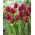 Tulip Pioneer - 5 pezzi