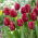 Tulip Pioneer - 5 pezzi