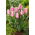 Tulip Synaeda Amor - confezione grande! - 50 pezzi