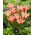 Tulip Zombie - confezione grande! - 50 pezzi