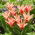 Tulip Zombie - confezione grande! - 50 pezzi