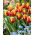 Tulp Andre Citroen - grootverpakking! - 50 stuks - 