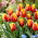 Tulp Andre Citroen - grootverpakking! - 50 stuks - 