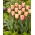 Tulip Apricot Foxx - storpack! - 50 st