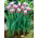 Tulip Cummins - gros paquet ! - 50 pieces