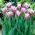 Tulip Cummins - gros paquet ! - 50 pieces