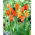 Tulip El Nino - pachet mare! - 50 buc.